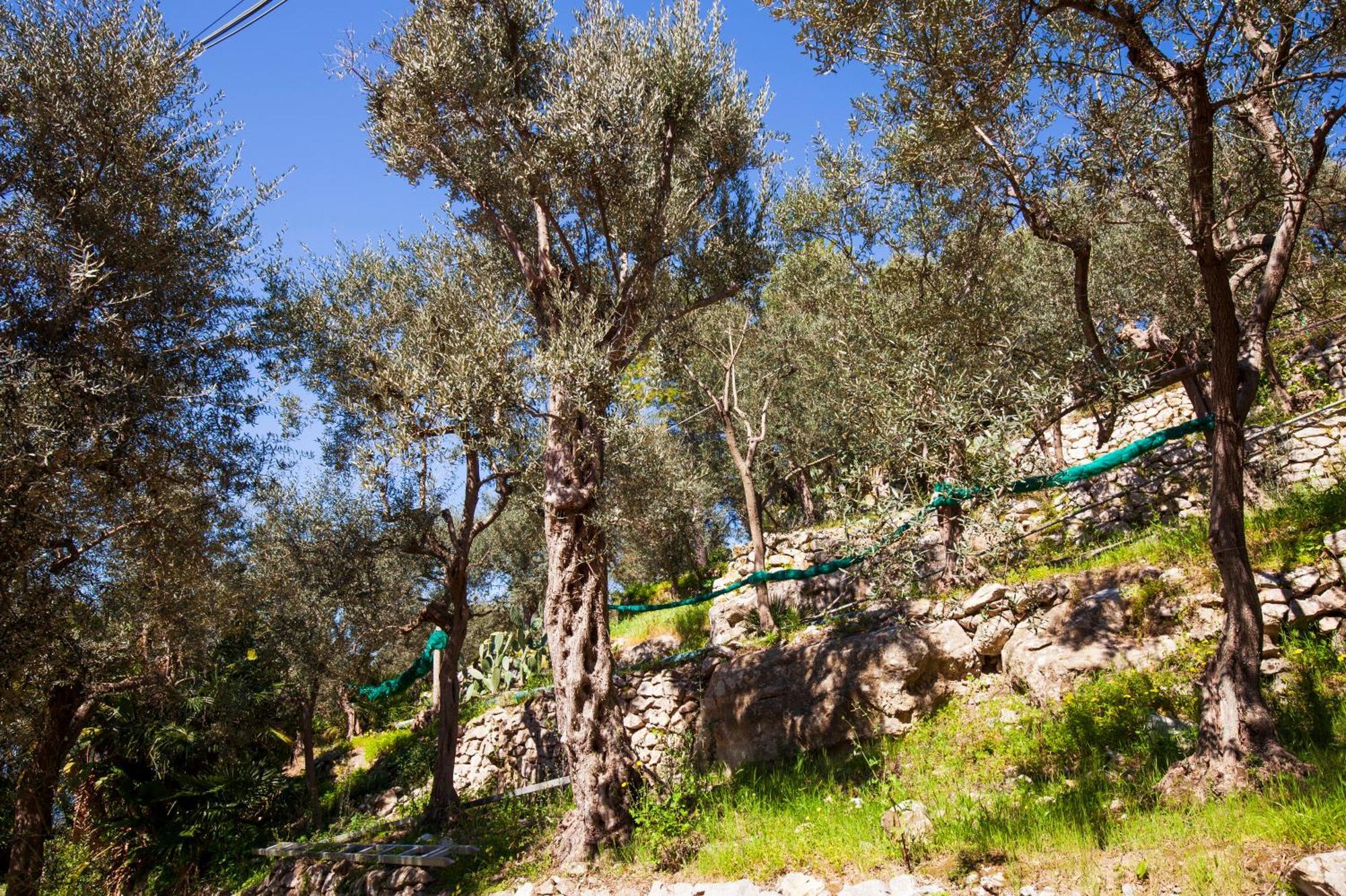 מסה לוברנסה Un Paradiso A Sorrento Con Piscina מראה חיצוני תמונה