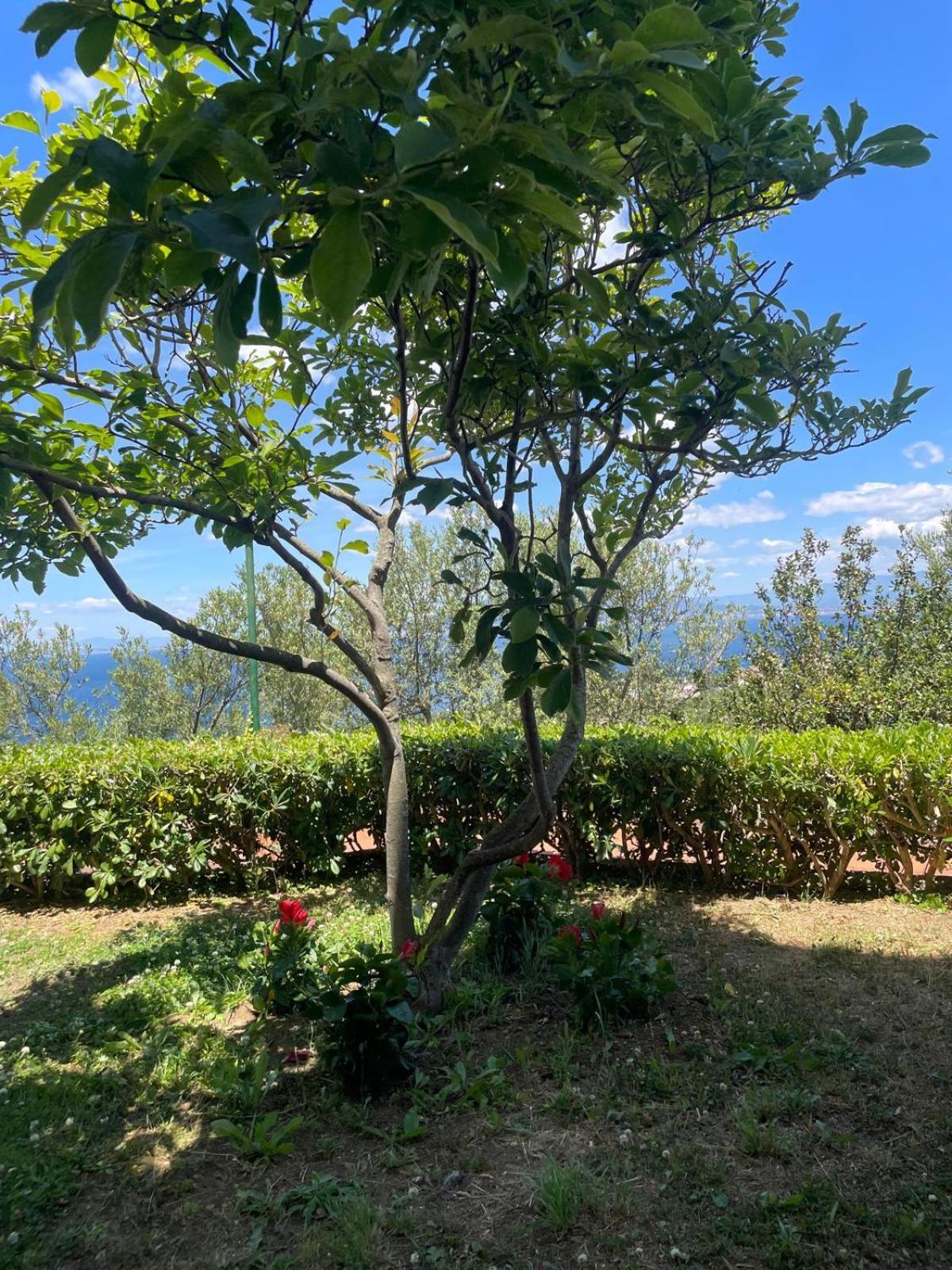 מסה לוברנסה Un Paradiso A Sorrento Con Piscina מראה חיצוני תמונה