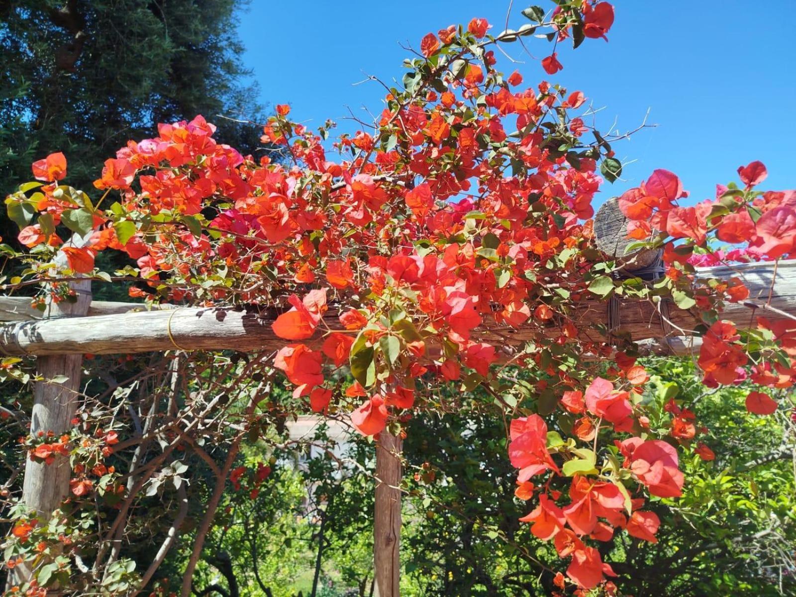 מסה לוברנסה Un Paradiso A Sorrento Con Piscina מראה חיצוני תמונה