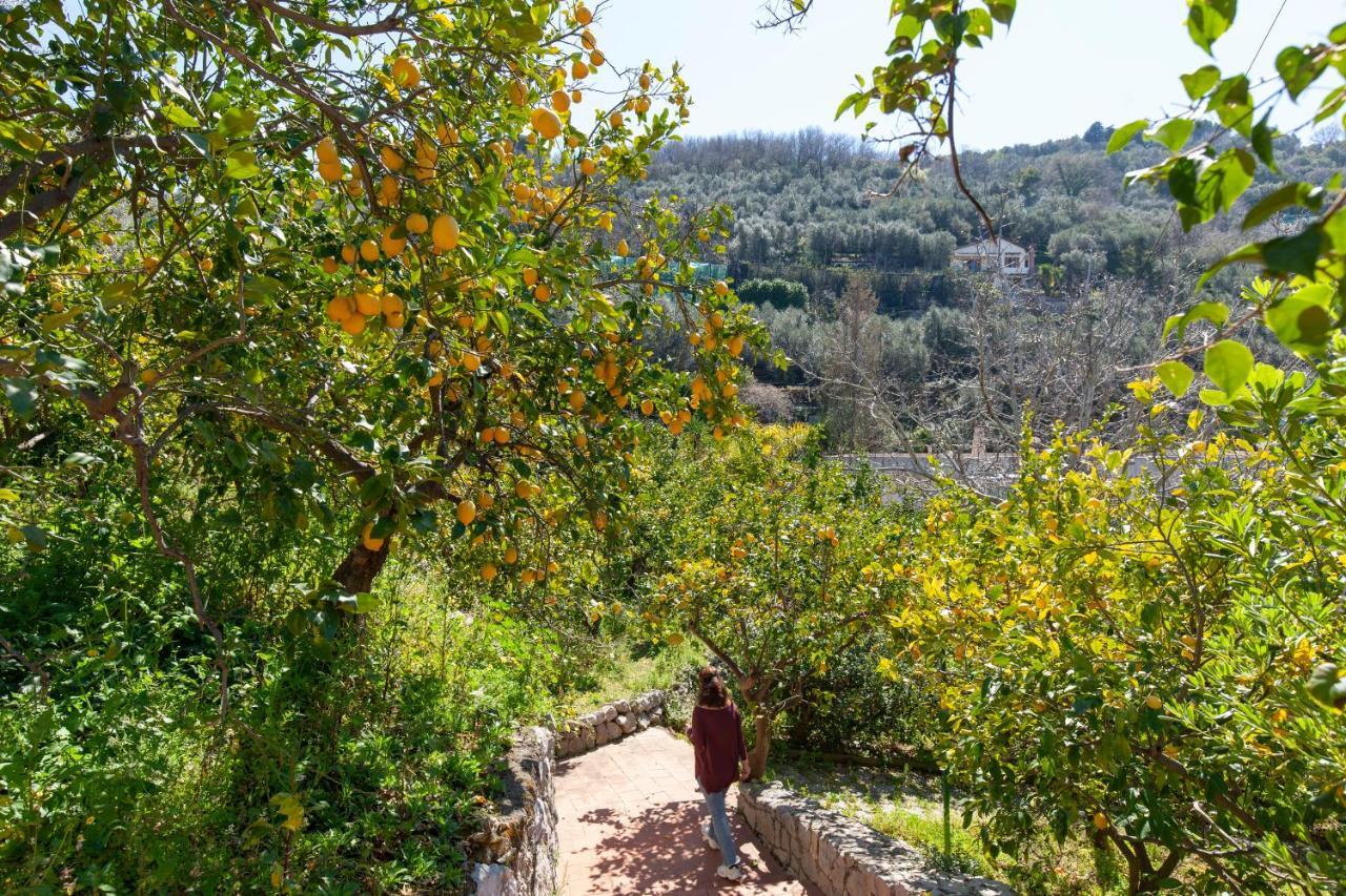 מסה לוברנסה Un Paradiso A Sorrento Con Piscina מראה חיצוני תמונה